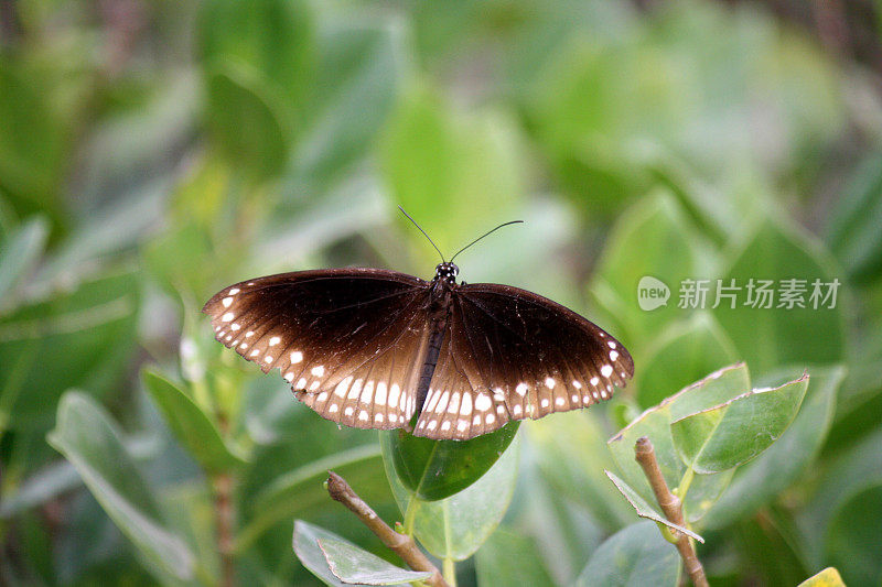 坐在植物叶子上的普通乌鸦蝴蝶(Euploea core)(图片来源:Sanjiv Shukla)